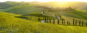 A green hilly tuscan landscape with a winding road that leads to some homes or maybe a vineyard. The road is lined with skinny green tall trees and there is a bright yellow and white glow in the horizon, suggesting it is midday.