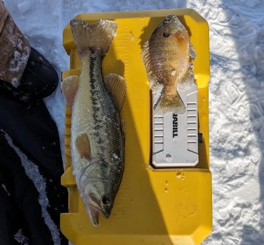 An overhead view of two different fish that have been caught sitting on a yellow tackle box. One is really small and the other is a normal size fish.